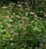 Filipendula glaberrima