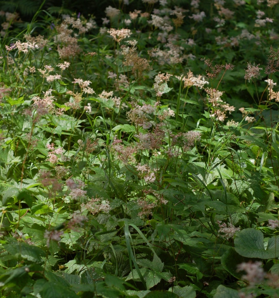 Image of Filipendula glaberrima specimen.