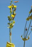 Blackstonia perfoliata