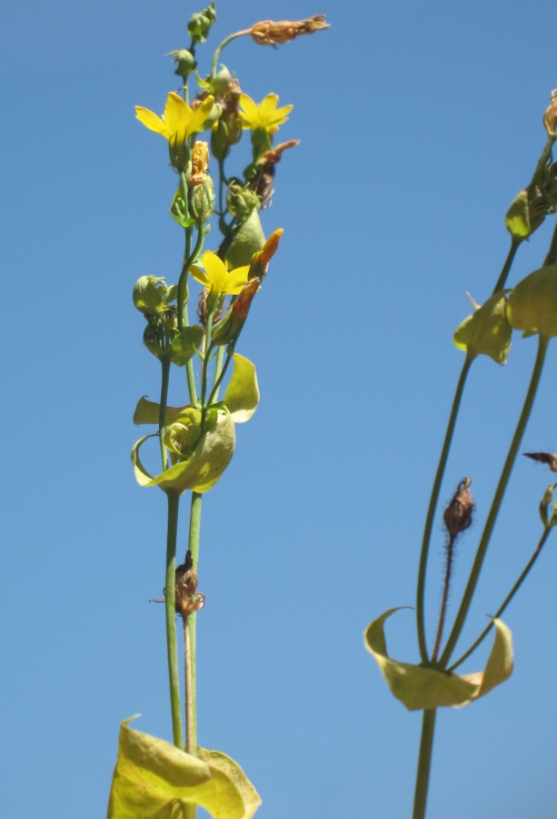 Image of Blackstonia perfoliata specimen.