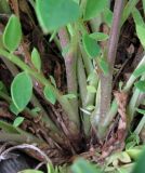 Anthyllis macrocephala