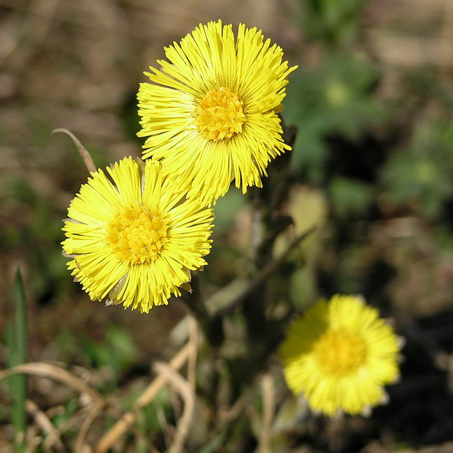 Image of Tussilago farfara specimen.