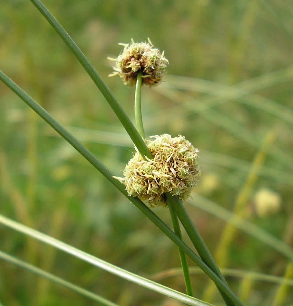 Изображение особи Scirpoides holoschoenus.