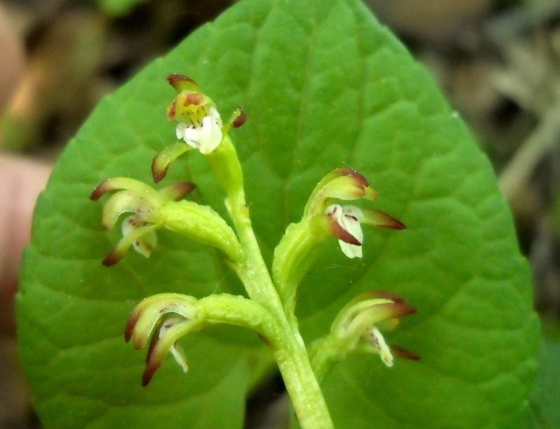 Изображение особи Corallorhiza trifida.