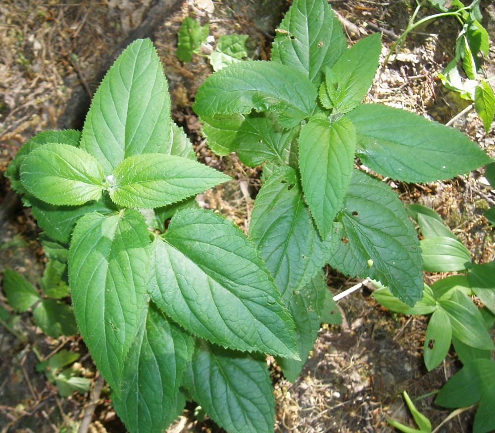 Изображение особи Scrophularia nodosa.