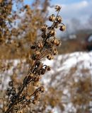 Artemisia dracunculus. Сухое соплодие. Чувашия, г. Шумерля, в культуре. 19 марта 2008 г.