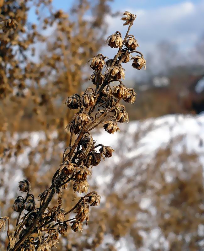 Изображение особи Artemisia dracunculus.