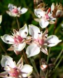 Butomus umbellatus
