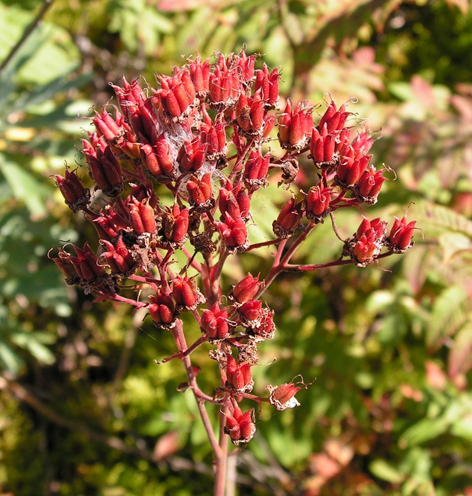 Image of Sorbaria grandiflora specimen.