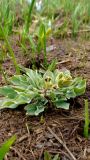 Corydalis erdelii