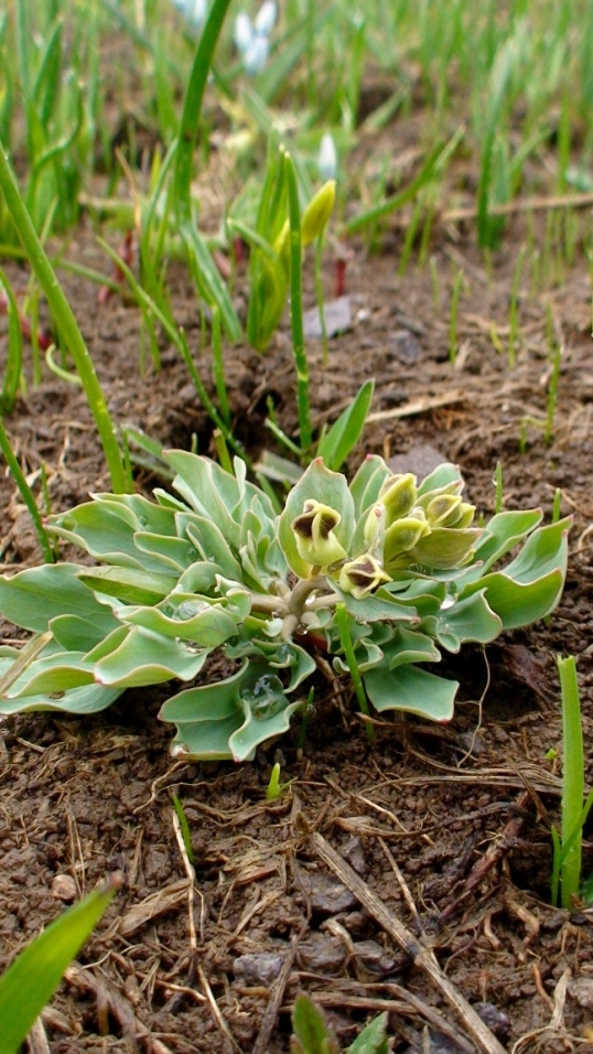 Изображение особи Corydalis erdelii.