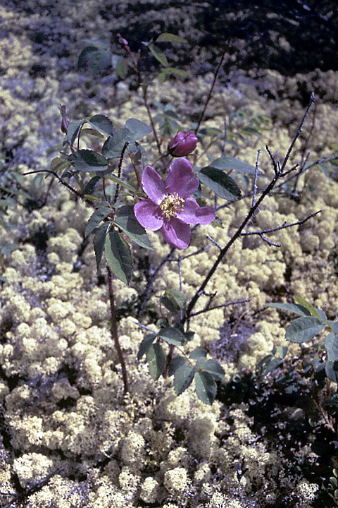 Image of Rosa acicularis specimen.