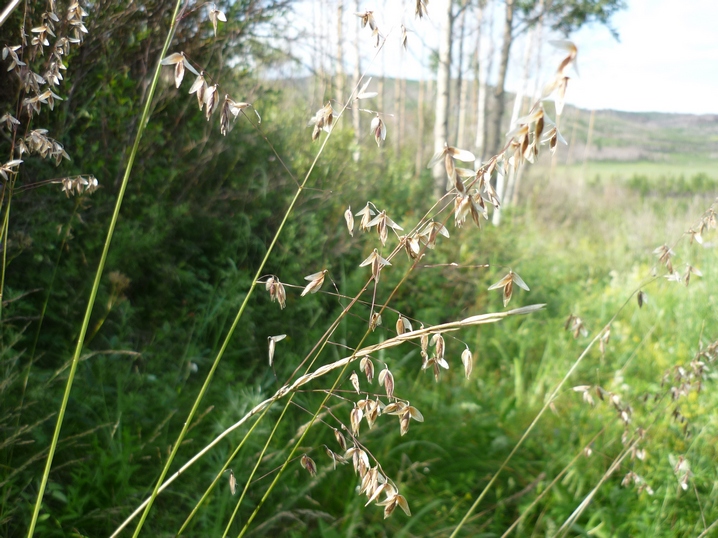 Image of Melica turczaninowiana specimen.
