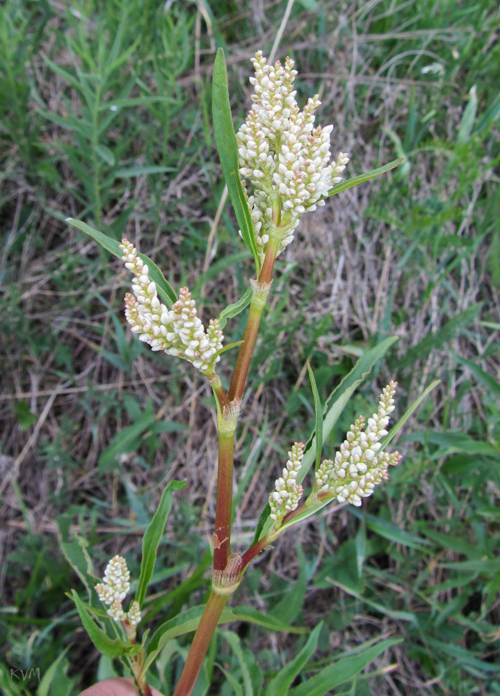 Изображение особи Aconogonon alpinum.