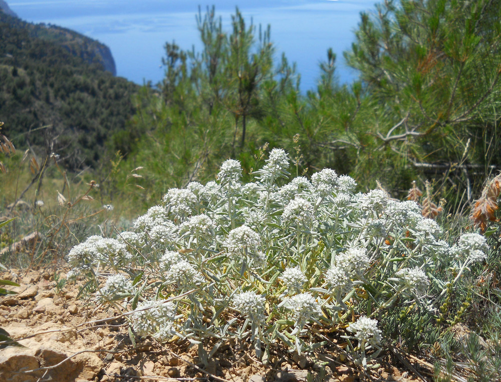 Image of Teucrium capitatum specimen.