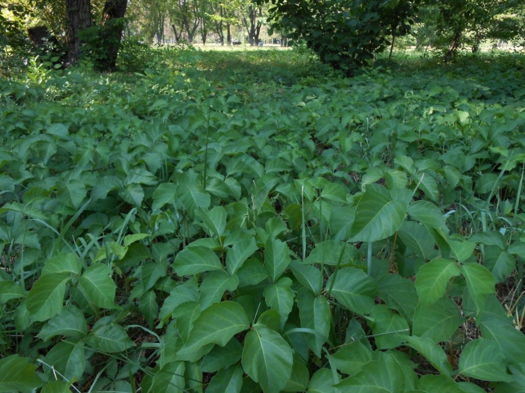 Изображение особи Toxicodendron radicans.