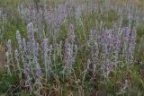 Stachys cretica. Заросли цветущих растений. Крым, Керченский п-ов, Приазовье, Караларская степь. 08.06.2012.