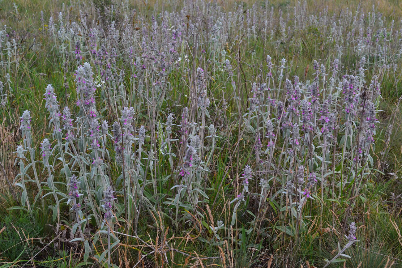 Изображение особи Stachys velata.