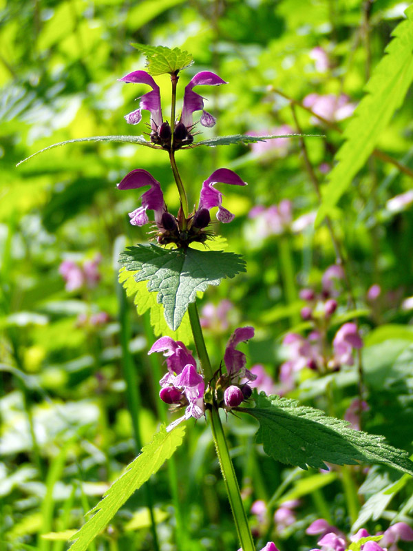 Image of Lamium maculatum specimen.