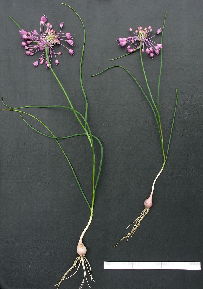 Image of Allium stamineum specimen.