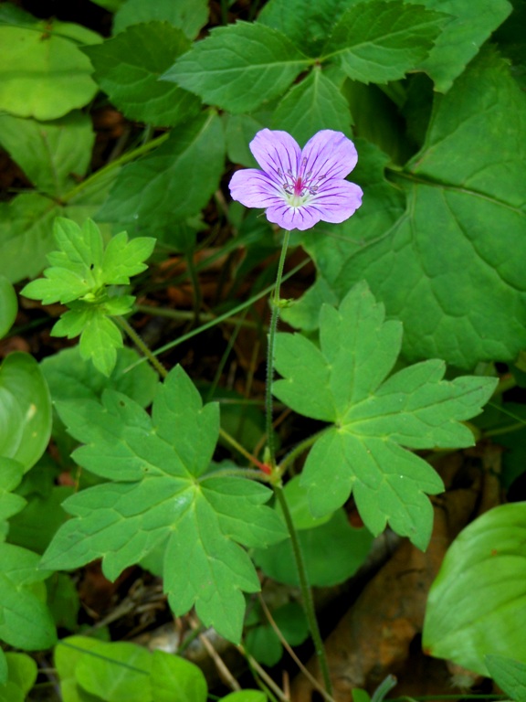 Image of Geranium wlassovianum specimen.