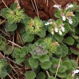 Teucrium pyrenaicum. Верхушки побегов с соцветиями и соплодиями. Испания, Кантабрия, Cabarceno Natural Park, железорудные скальные обнажения. 12.06.2012.