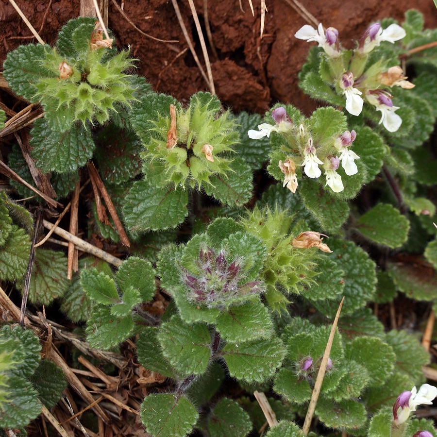 Изображение особи Teucrium pyrenaicum.