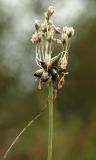 Allium oleraceum. Соплодие с коробочками и луковичками. Костромская обл., Костромской р-н, окр. пос. Козловы Горы, первая прирусловая терраса р. Волга. 28.08.2015.