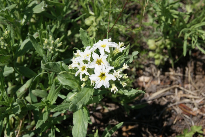 Изображение особи Argusia sibirica.