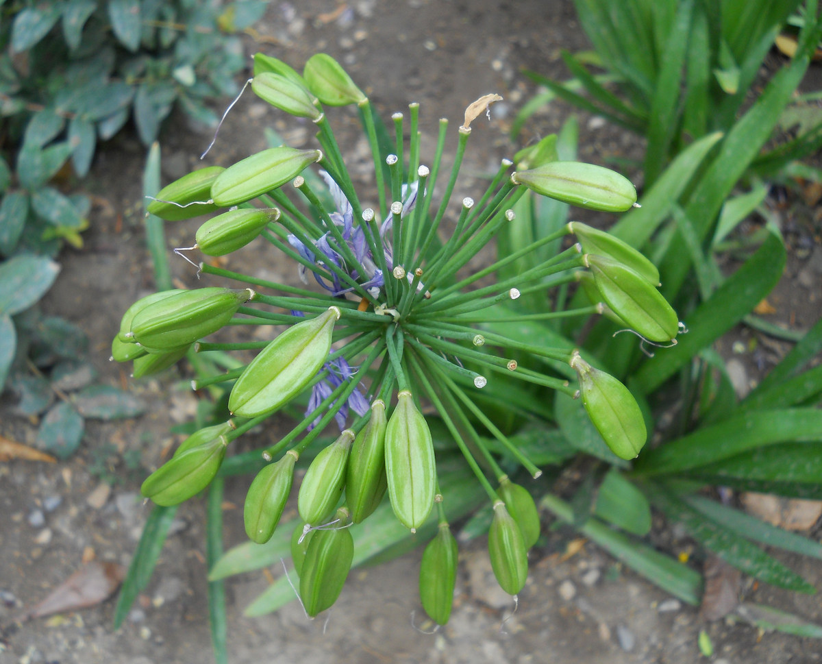 Image of Agapanthus africanus specimen.