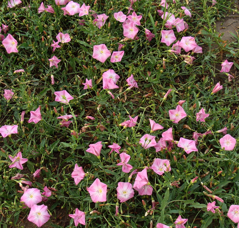 Изображение особи Convolvulus chinensis.