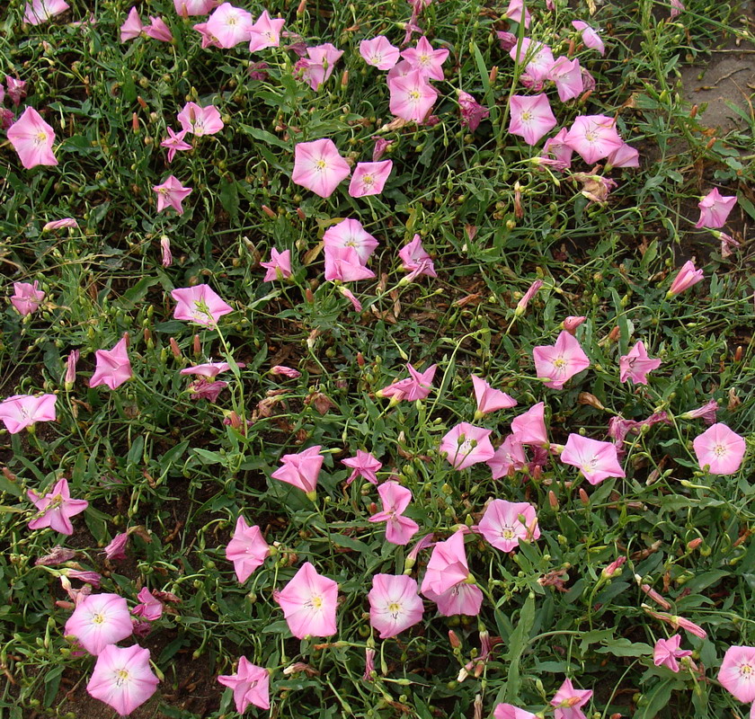 Image of Convolvulus chinensis specimen.