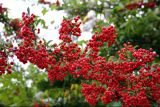 род Pyracantha