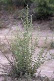 genus Artemisia. Вегетирующее растение. Южный Казахстан, правобережье Сыр-Дарьи выше устья Арыси. 28.05.2012.