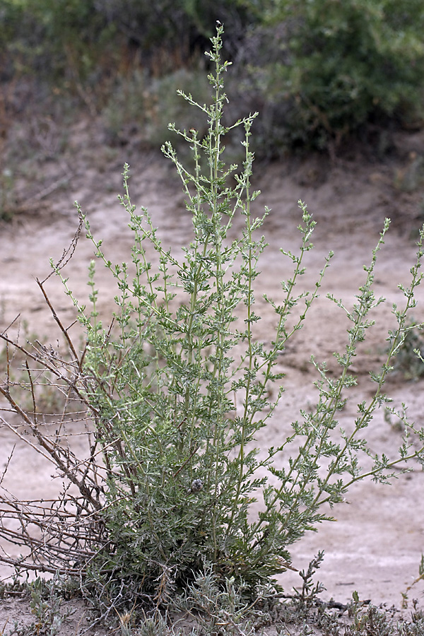 Image of genus Artemisia specimen.