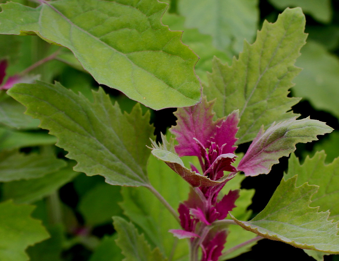 Image of Chenopodium giganteum specimen.