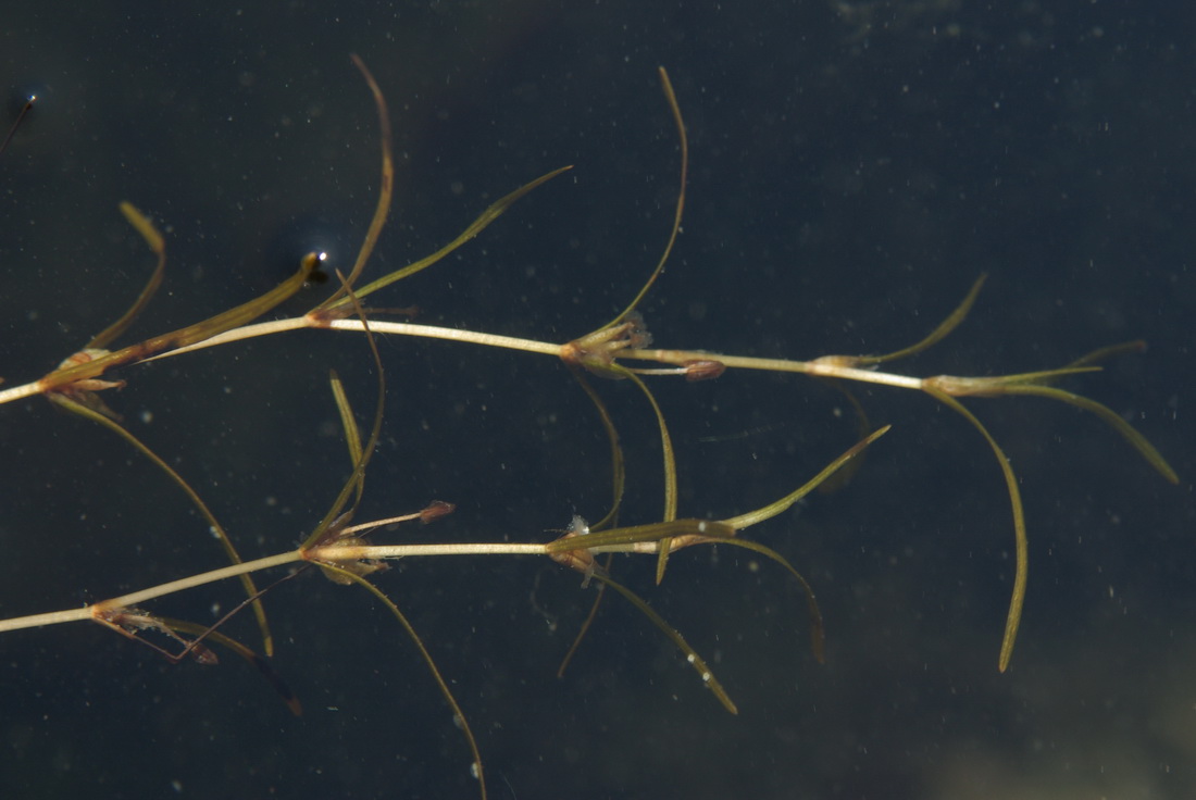Image of Zannichellia major specimen.