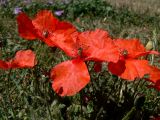 Papaver rhoeas. Верхушки побегов с цветками. Испания, автономное сообщество Кастилия и Леон, провинция Бургос, комарка Альфос-де-Бургос, окр. г. Бургос, газон. 18.07.2012.