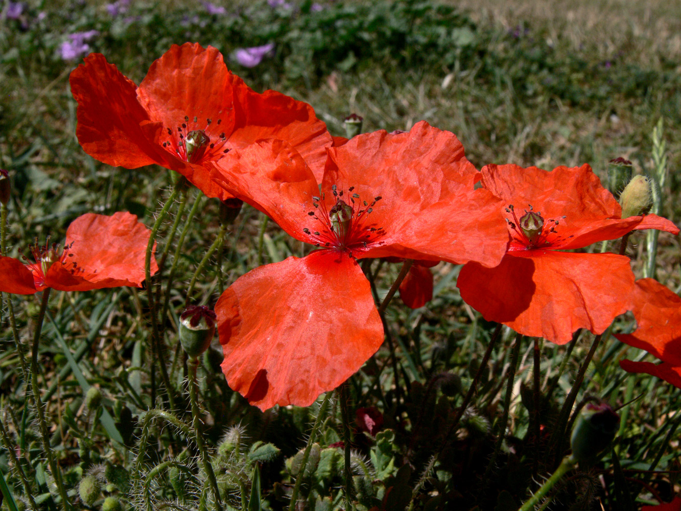 Изображение особи Papaver rhoeas.