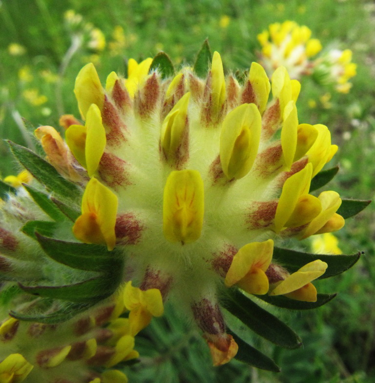 Image of Anthyllis vulneraria specimen.