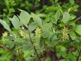 Salix starkeana. Верхушки побегов с соплодиями. Мурманская обл., Мончегорский городской округ, 3 км Ю-З села Имандра, берег оз. Имандра. 05.07.2010.