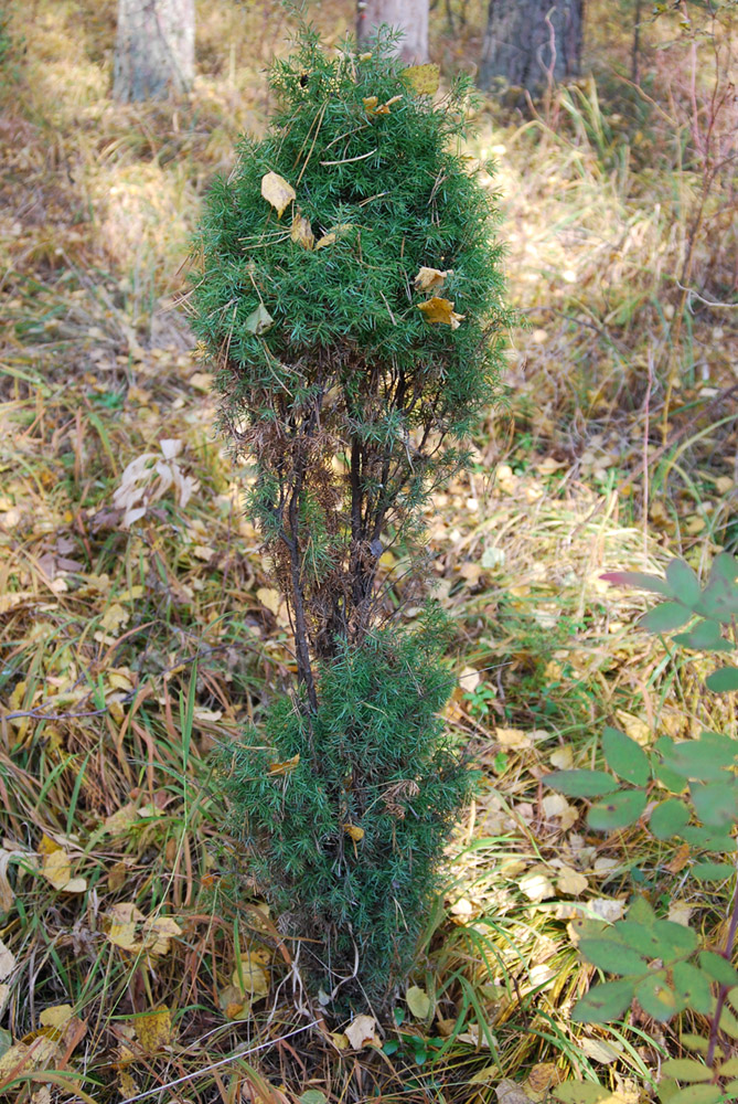 Изображение особи Juniperus communis.