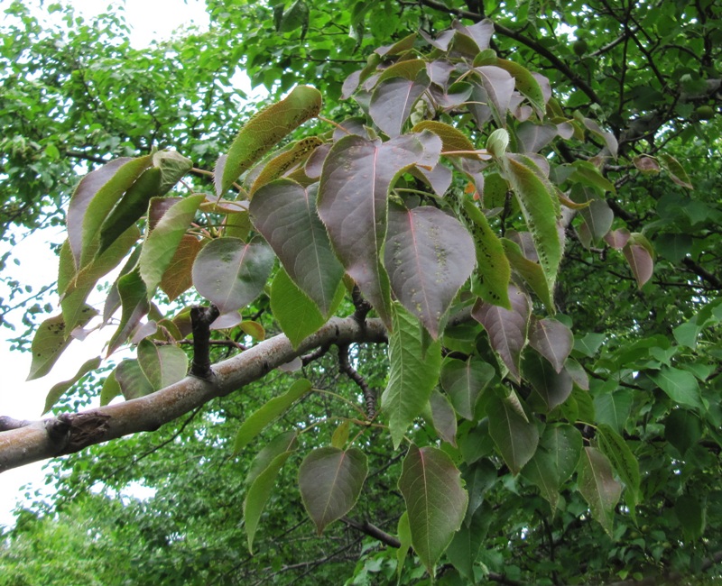 Изображение особи Pyrus ussuriensis.