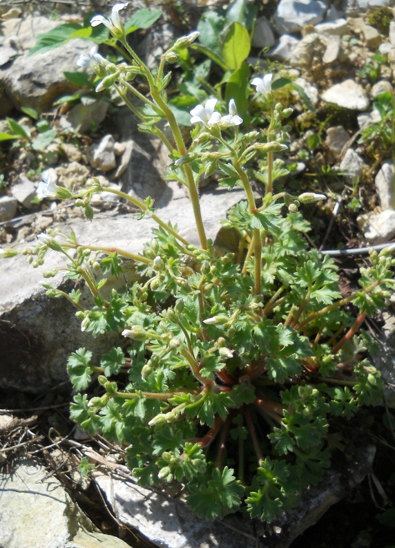 Image of Saxifraga irrigua specimen.