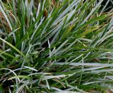 Sesleria caerulea