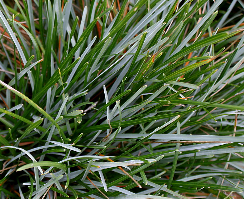 Изображение особи Sesleria caerulea.