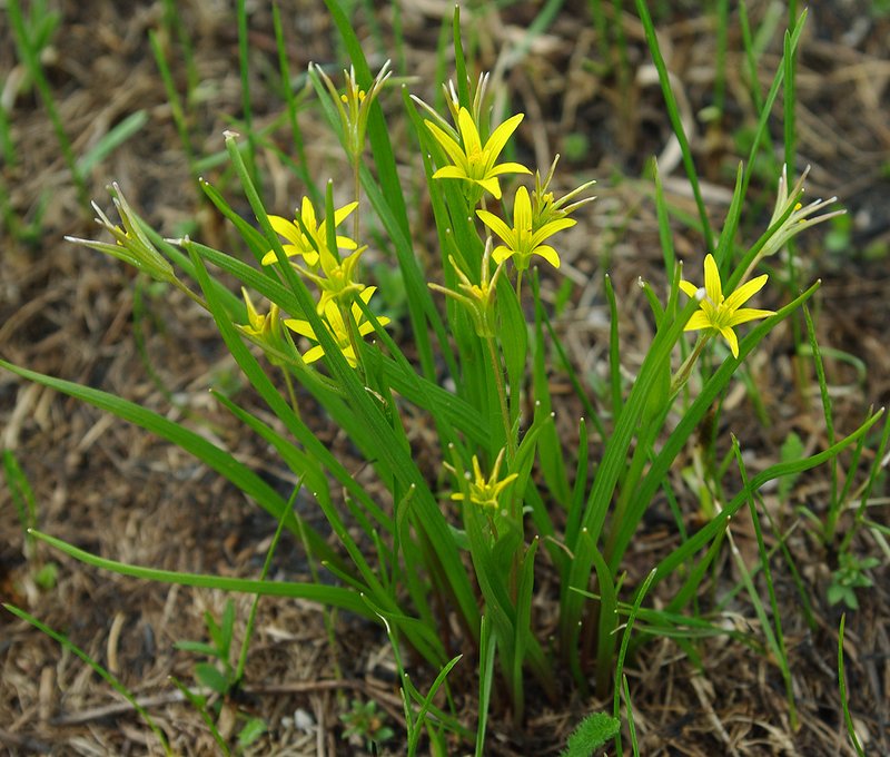 Image of Gagea granulosa specimen.