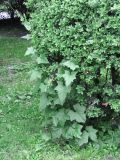 Bryonia alba. Вегетирующее растение. Украина, г. Тернополь, в парке. 05.06.2012.