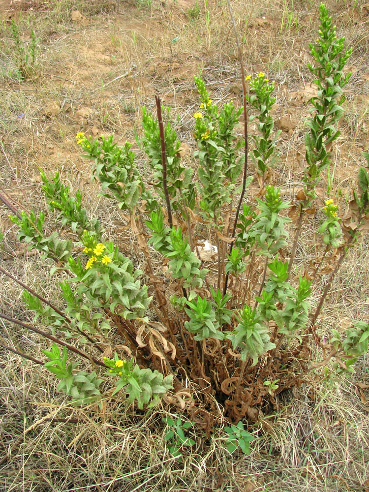 Image of Dittrichia viscosa specimen.