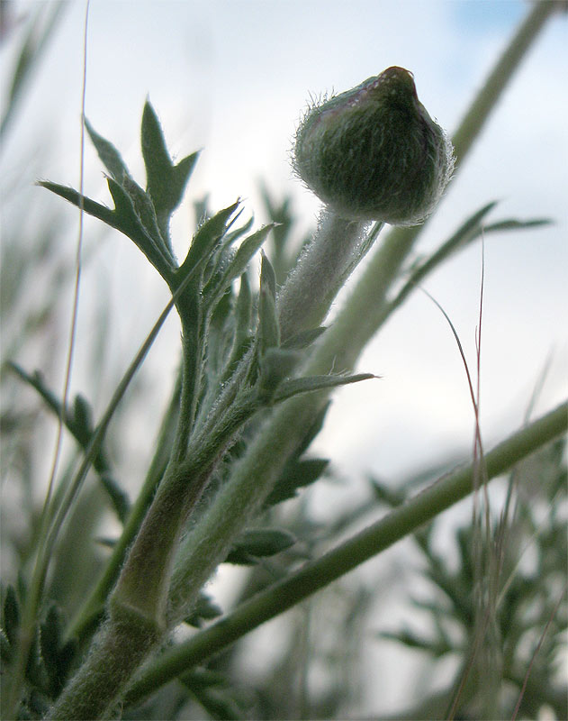Image of Ranunculus asiaticus specimen.